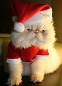 santa-cat.jpg