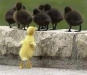 ducklings1.jpg