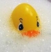 sudsy-duck.jpg