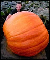 pumpkin_88f.jpg