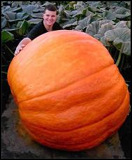 pumpkin_88f.jpg